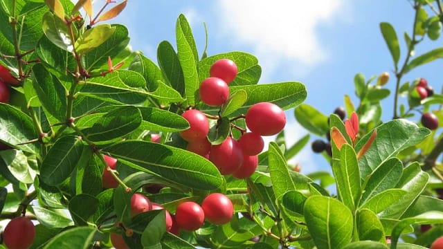 Karonda Fruit: A Superfood for Digestion, Immunity, and Diabetes